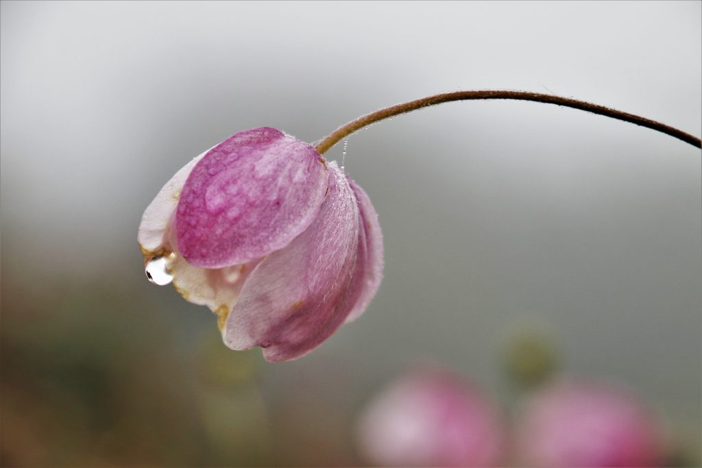 DIA DE FINADOS: A CELEBRAÇÃO DA ESPERANÇA CRISTÃ NA VIDA ETERNA