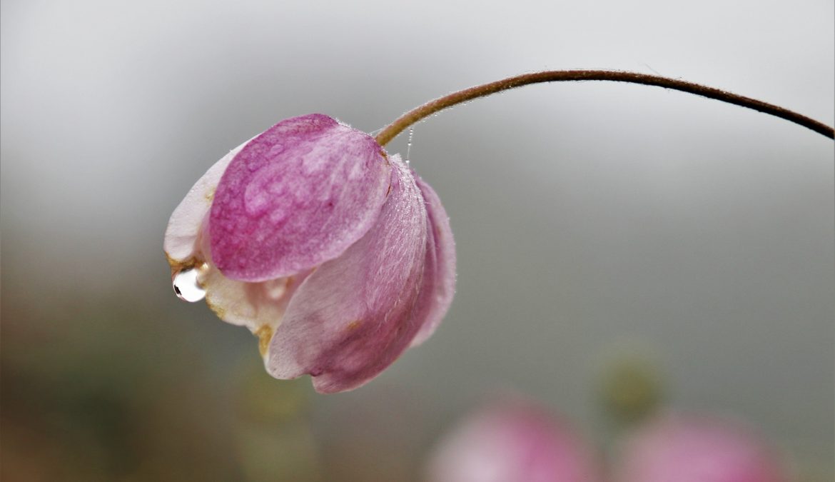 DIA DE FINADOS: A CELEBRAÇÃO DA ESPERANÇA CRISTÃ NA VIDA ETERNA